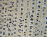 Cell Processes and Energy