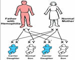 Human Genetics