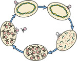 Viruses and Bacteria