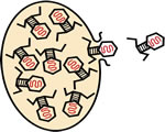 Viruses and Bacteria