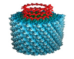 Viruses and Bacteria