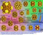 Viruses and Bacteria