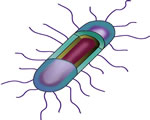 Viruses and Bacteria