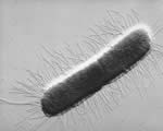 Viruses and Bacteria