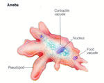 Protists and Fungi