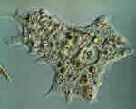 Protists and Fungi