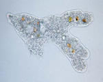 Protists and Fungi