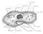 Protists and Fungi