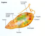 Protists and Fungi