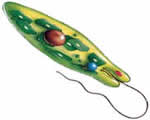 Protists and Fungi
