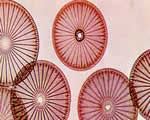 Protists and Fungi