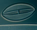 Protists and Fungi