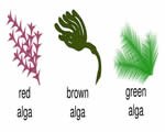 Protists and Fungi