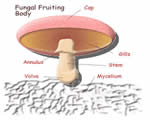 Protists and Fungi