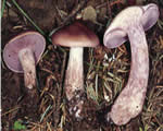 Protists and Fungi