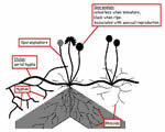 Protists and Fungi