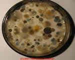 Protists and Fungi
