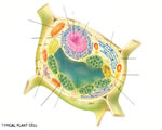 Intro to Plants