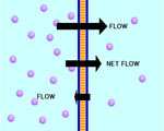 Intro to Plants