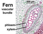 Intro to Plants