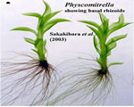 Intro to Plants