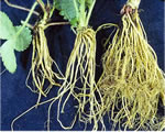 Intro to Plants