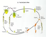 Intro to Plants