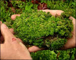 Intro to Plants