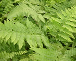 Intro to Plants