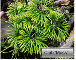 Intro to Plants