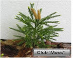 Intro to Plants