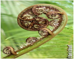 Intro to Plants
