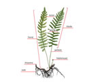 Intro to Plants