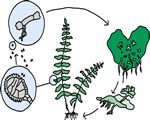 Intro to Plants