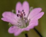 Seed Plants