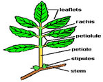 Seed Plants