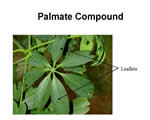 Seed Plants