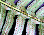 Seed Plants