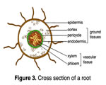 Seed Plants