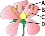Seed Plants
