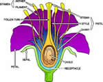 Seed Plants