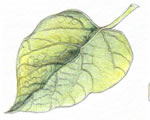 Seed Plants