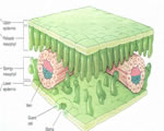 Seed Plants