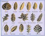 Seed Plants