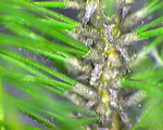 Seed Plants
