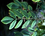 Seed Plants