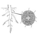 Seed Plants
