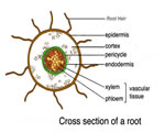 Seed Plants