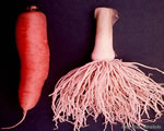 Seed Plants