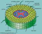 Seed Plants